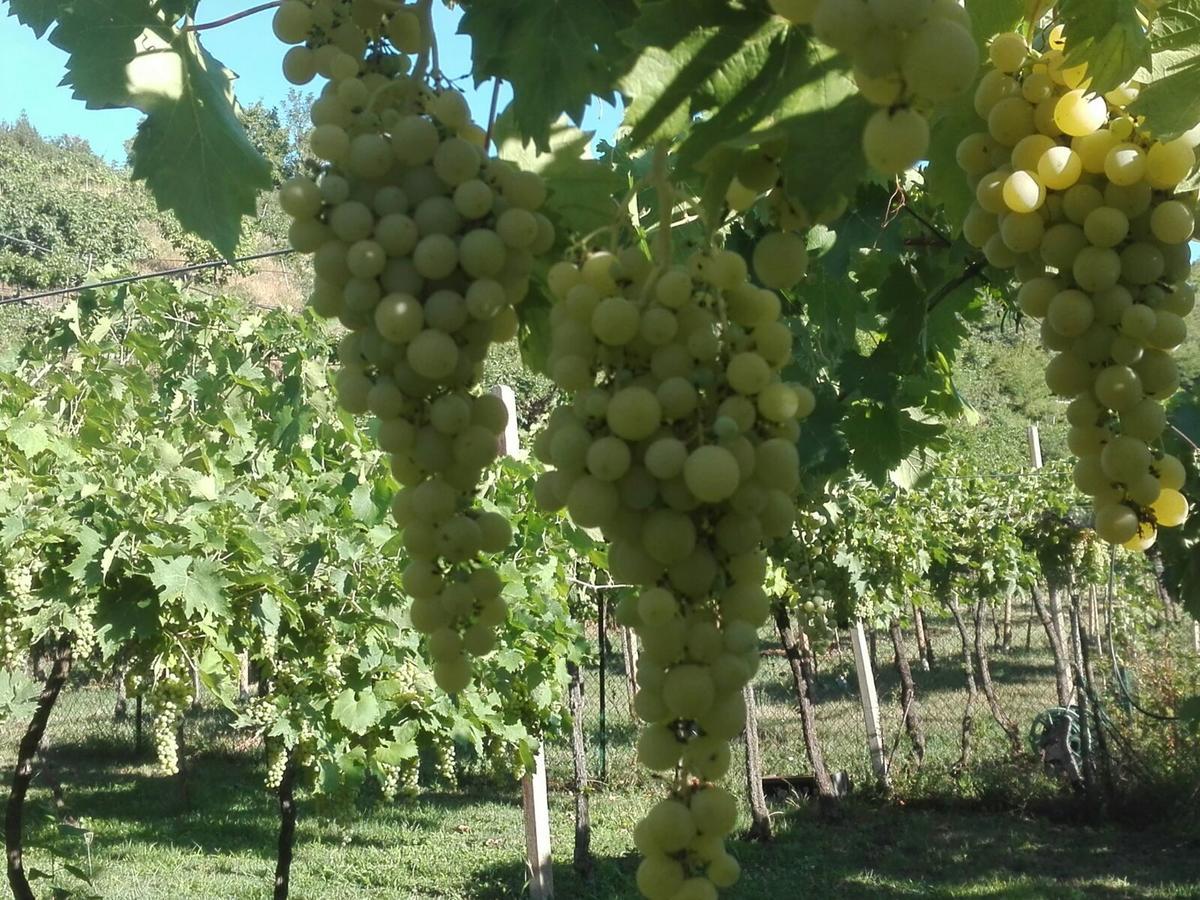 Colognola ai Colli B&B Pontesello المظهر الخارجي الصورة